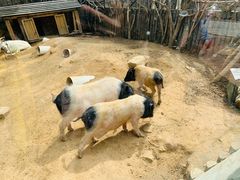 -青岛森林野生动物世界