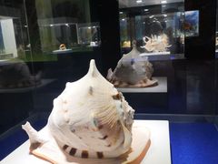 -贝壳王国博物馆