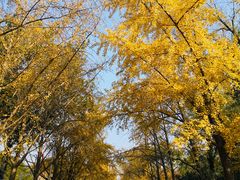 -三里屯东五街银杏大道