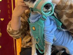 -瑞派申生动物医院·24H夜诊·国际动物医疗中心·骨外科(吴中路店)