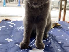 -瑞鹏宠物医院·骨科·猫科·内科(第一中心)