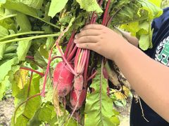 -樂桃源奉贤黄桃种植采摘基地