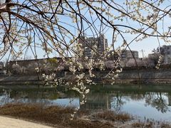 -桃花堤公园