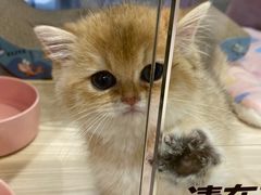 -屋虎猫馆(宝安大仟里店)