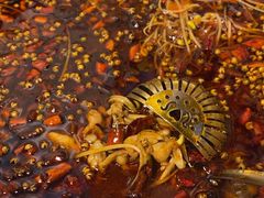 -味之绝热血美蛙鱼火锅(中坝店)