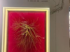 -北京中医药大学-中医药博物馆