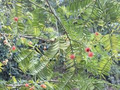 -天目山大树王景区