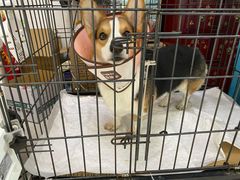 -瑞派福兴宠物医院犬猫全科·骨科·中西医结合(河东店)