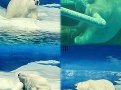 -海合安天津极地海洋公园