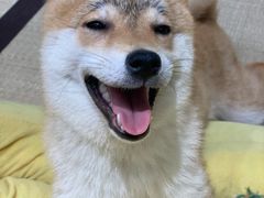 -逗柴咖啡屋·狗咖猫咖宠物桌游