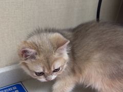 -安安宠医宠物医院·异宠·犬猫内科(岳阳分院)