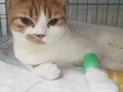 -瑞鹏宠物医院·骨科·猫科·内科(第一中心)