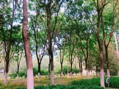 -大兴滨河森林公园