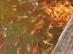 -武汉紫薇都市田园