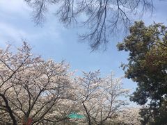 -武汉大学-樱园