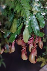 -三色锦婚礼定制