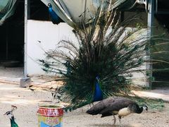 -苏州上方山国家森林公园