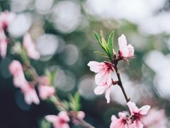 -望江楼公园