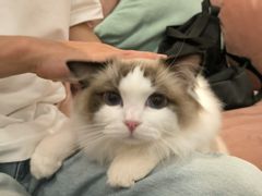 -袖虎·猫馆(体育西路店)