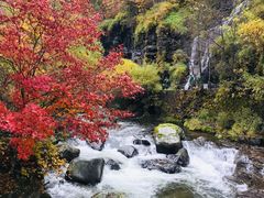 -望天鹅景区