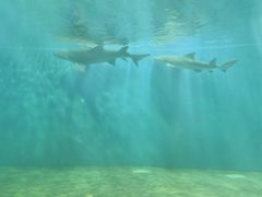 -北戴河圣蓝海洋公园