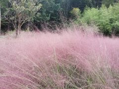 -宁波浙东大竹海景区