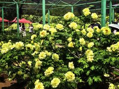 -洛阳市隋唐城遗址植物园
