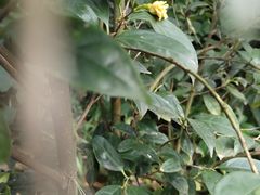 -金花茶公园