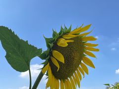 -光明小镇欢乐田园