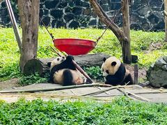 -都江堰中华大熊猫苑