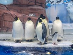-海合安成都极地海洋公园