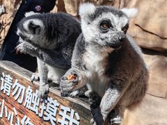 -北京野生动物园