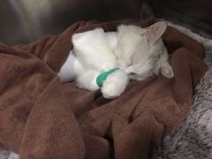 -佑安动物医院·全科·内窥镜中心(幸福巷店)