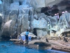 -帝企鹅自助餐厅•儿童岛•真企鹅(长隆企鹅酒店)