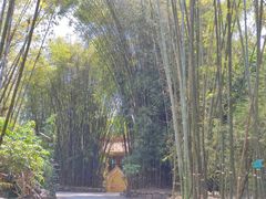 -云南勐巴娜西珍奇园