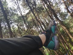 -铁山坪森林公园