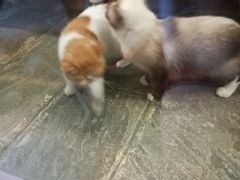 -猫咪博物馆(顶澳仔猫街店)