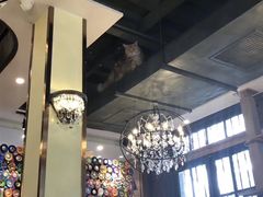 -more than meow吴止猫主题餐厅(承德 中船汇店)