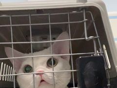 -纳吉亚猫专科动物诊疗中心(蒋宅口分院)