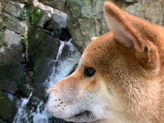 -藏龙百瀑风景区