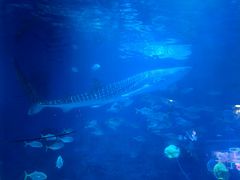 -烟台海昌鲸鲨海洋公园