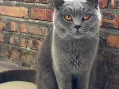 -豆逗聊愈猫阁Easy Life