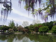 -嘉定紫藤园