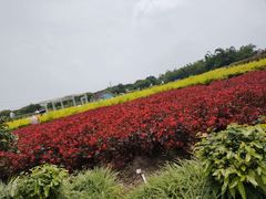 -广州花之恋城堡酒店