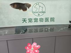 -天宠宠物医院24小时·急重症诊疗中心·全科·腔镜特色(和平分院)