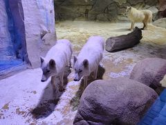 -海合安成都极地海洋公园