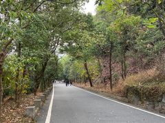 -大屏嶂森林公园