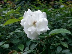 -人民公园(罗湖区)