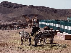-新疆天山野生动物园
