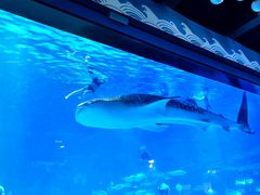 -烟台海昌鲸鲨海洋公园